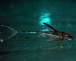 Lamontichthys Llanero M