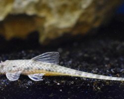 Hemiloricaria Eigenmanni L