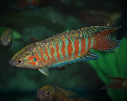 Macropodus Opercularis S