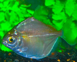 Metynnis Hypsauchen M