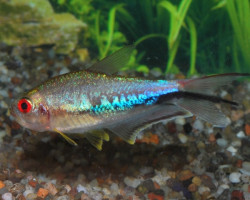 Nematobrycon Lacortei S/M