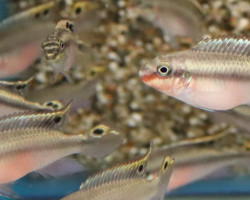 Pelvicachromis Pulcher Red S/M