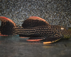 L025 P. Pirarara '7 Pointer' M/L