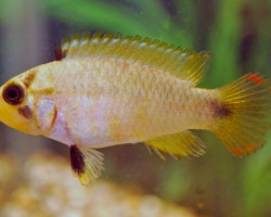 Apistogramma Panduro M