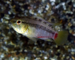 Apistogramma Viejita L