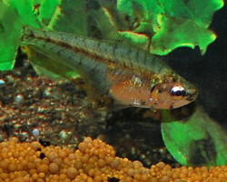 Asiphonichthys Condei M