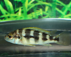 Petrotilapia Sp. Chitimba S