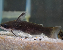 Auchenipterichthys Caracoideus M