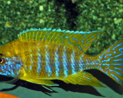 Aulonocara Stuartgranti Maleri S