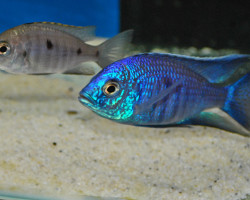 Copadichromis Azureus S