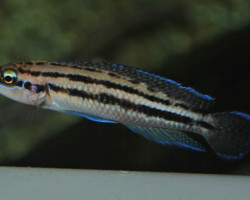 Julidochromis Dickfeldi M