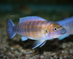 Labeotrop. Trewavasae Chilumba M