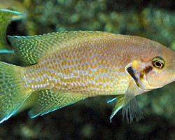 Neolamprologus Helianthus S