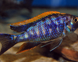 Otopharynx Sp. Black/Orange S