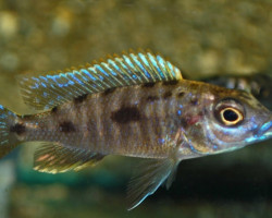 Otopharynx Lithobates S