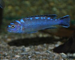Pseudotropheus Elongatus Neon Spot S