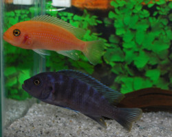 Maylandia Zebra Red + Blue S