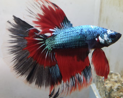 Betta Splendens Halfmoon Dragon Maschio Xl