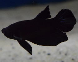 Betta Sp. Plakat Black Maschio Xl