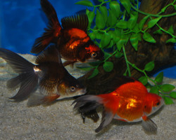 Car. Aur. Ryukin Mix 7/8