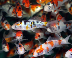 Cyp. Carpio Koi Sanke Asia 10/12