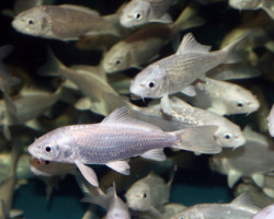 Cyp. Carpio Koi Platinum Ogon Asia 10/12