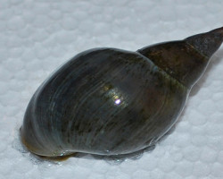 Lymnaea Stagnalis M