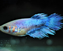 Betta Sp. Crowntail Femmina L