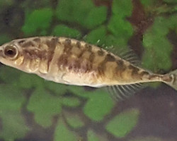 Pungitius Pungitius 4/6