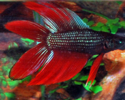Betta Sp. Doubletail Maschio  Xl
