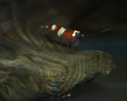 Caridina Cantonensis Red Panda M