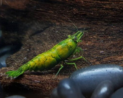 Neocaridina Davidi Orange Hulk M