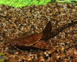 Bunocephalus Coracoideus S