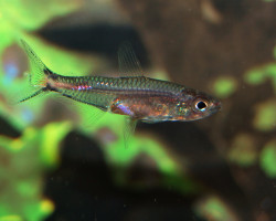 Brittanichthys Axelrodi M