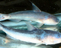 Cetopsis Coecutiens S