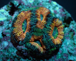 Acanthastrea Lordhowensis (Red) (Frag) M