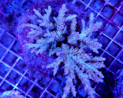 Acropora Latistella Xs