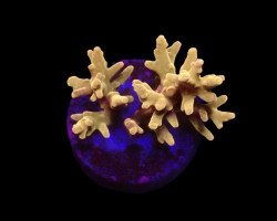 Acropora Spp. (Djm Signature) (Frag) M