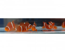 Amphiprion Biaculeatus Morscode -  Allevato Europa Xs