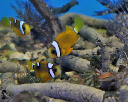 Amphiprion Clarkii Yellow Deluxe - Allevato Europa M
