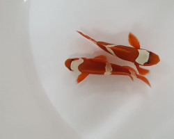 Amphiprion Epigrammata -  Allevato Europa M