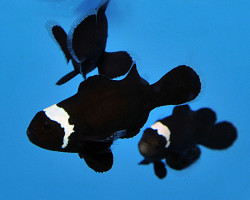 Amphiprion Ocellaris (Darwin) Misbar - Allevato Europa S