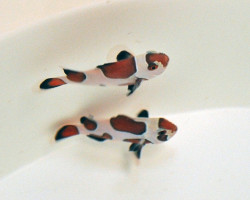 Amphiprion Ocellaris Black Storm (Coppia) - Allevato Europa Ml