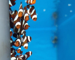 Amphiprion Ocellaris Darwini -  Allevato Europa  M