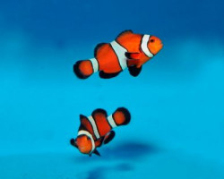 Amphiprion Ocellaris Fancy Black - Allevato Europa Ml