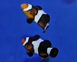 Amphiprion Ocellaris Photon (Coppia) - Allevato Europa M