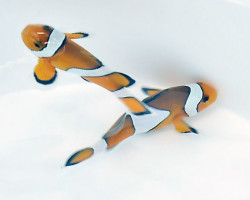 Amphiprion Ocellaris S