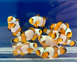 Amphiprion Ocellaris Snowflake -  Allevato Europa S