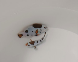 Amphiprion Ocellaris Tricolor Storm (Coppia) - Allevato Europa M