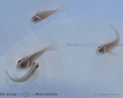 Amphiprion Perideraion - Allevato Europa S